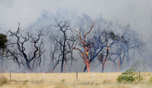 Burning Trees Bushfire