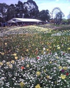 View back across the main flower bed to the ferris wheel